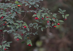 Wikstroemia nutans