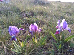 Iris pumila