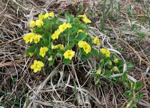 Arctic violet (Viola uniflora)