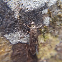 Hydropsychoidea