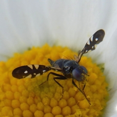 Oxyaciura tibialis