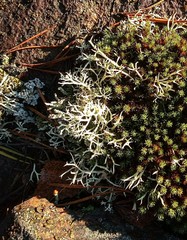 Cladonia uncialis biuncialis