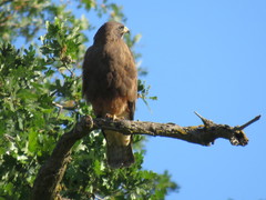 Buteo swainsoni