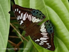 Euthalia adonia pinwilli