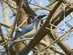 Aphelocoma californica