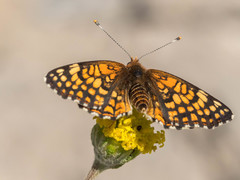 Chlosyne acastus acastus