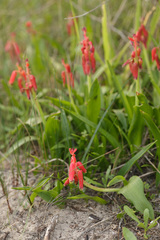 Lachenalia bulbifera