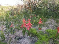 Lachenalia bulbifera