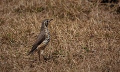 Turdus simensis