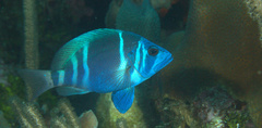 Hypoplectrus indigo