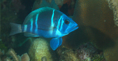 Hypoplectrus indigo