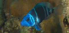 Hypoplectrus indigo