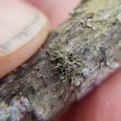 Tuckermanella fendleri