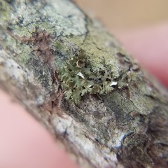 Tuckermanella fendleri