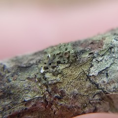 Tuckermanella fendleri