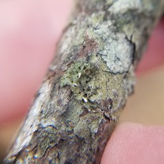 Tuckermanella fendleri