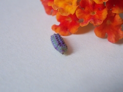 Cyanophrys herodotus