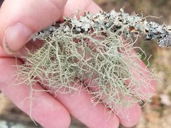 Usnea mutabilis