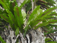Asplenium setoi