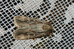 Dichagyris signifera