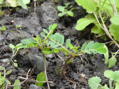 Phyllanthus urinaria hookeri