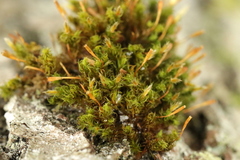 Ulota bruchii