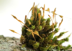 Ulota bruchii