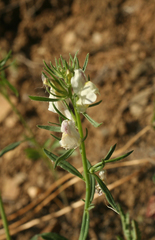 Misopates