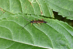 Hymenoptera