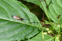 Hymenoptera
