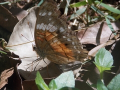 Anartia amathea