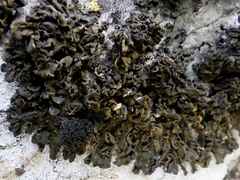 Enchylium polycarpon