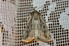 Dichagyris signifera