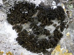 Enchylium polycarpon