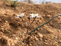 Muilla coronata