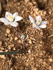 Muilla coronata