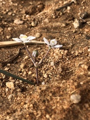 Muilla coronata