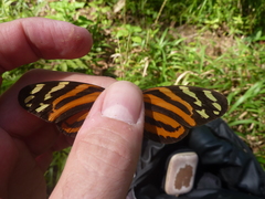 Melinaea lilis imitata