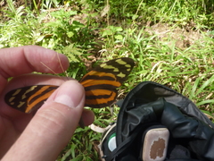 Melinaea lilis imitata