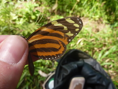 Melinaea lilis imitata