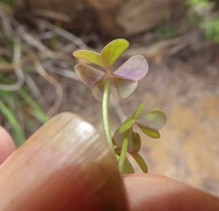 Oxalis dentata