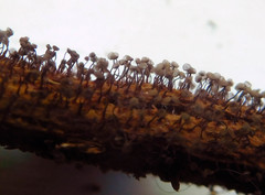 Cribraria persoonii