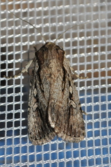 Dichagyris signifera
