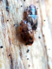 Epuraea imperialis