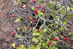 Crataegus monogyna
