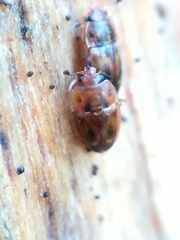Epuraea imperialis
