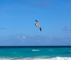 Leucophaeus atricilla