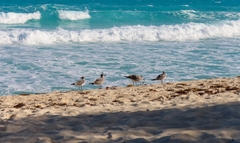 Leucophaeus atricilla