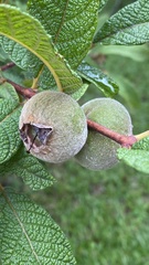 Campomanesia guazumifolia