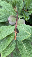 Campomanesia guazumifolia